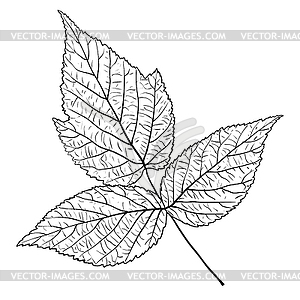 Sketches silhouettes leaves - vector image