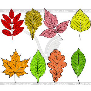 Set sketches silhouettes leaves - color vector clipart