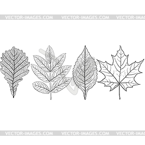 Set sketches silhouettes leaves - royalty-free vector clipart