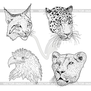 Set sketch silhouette sketch eagle, lynx, leopard. - vector clipart