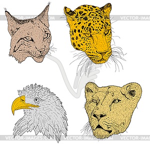 Set sketch silhouette sketch eagle, lynx, leopard. - color vector clipart