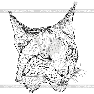 Sketch silhouette sketch lynx face - vector clip art