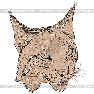 Sketch silhouette sketch lynx face - vector image