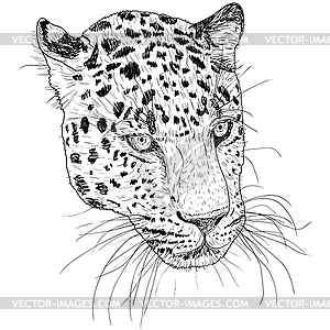 Sketch silhouette sketch leopard face - vector image
