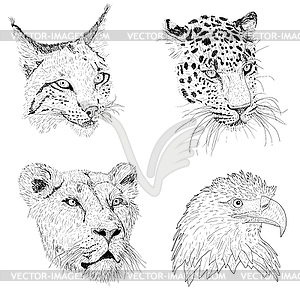 Set sketch silhouette sketch eagle, lynx, leopard. - vector clip art