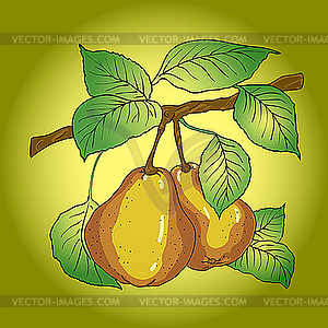 Two mature yellow pears  - vector image