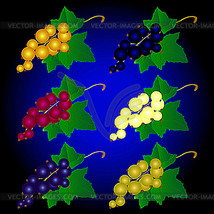 Currant of different colors - vector clip art