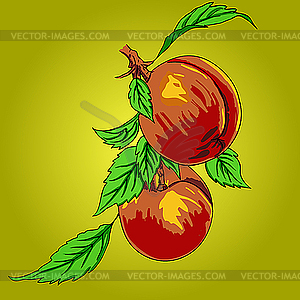 Two peaches with leaves on branch - vector clipart