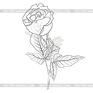 Rose - vector clip art