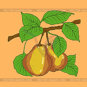 Two mature yellow pears  - vector image