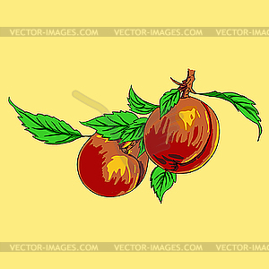 Two peaches with leaves on branch - vector clipart