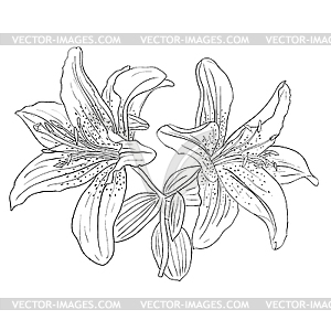 Beautiful flowers - vector clip art