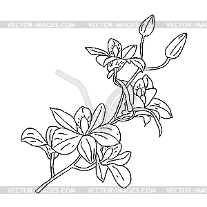 Twig of blossoming orchids - vector image
