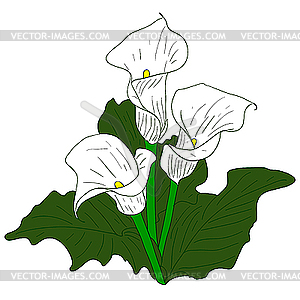 White Callas - vector clipart