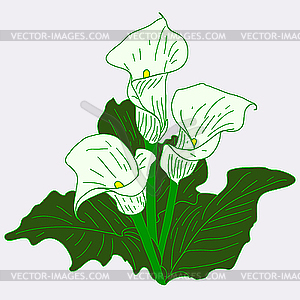 Background with White Callas - vector clipart