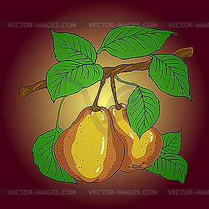 Two mature yellow pears  - vector image