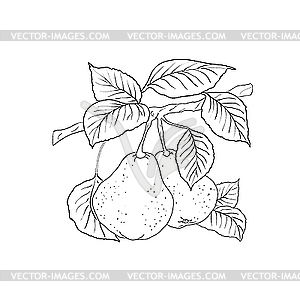 Two mature yellow pears with leaves on branch - vector clipart