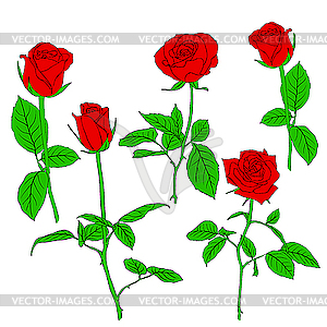 Набор красных роз - векторное изображение