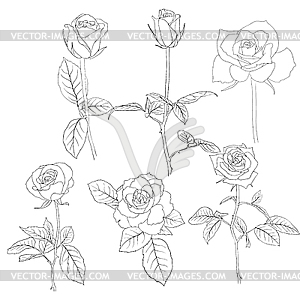 Set of in style roses.  - vector clipart