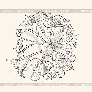 Blooming lilies - vector clipart