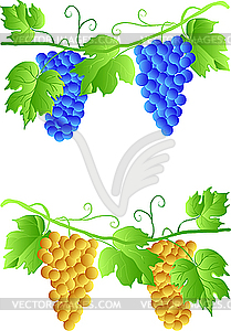  Three cluster of grapes - vector EPS clipart