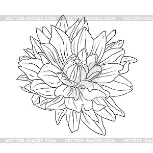 Floral design element - vector image