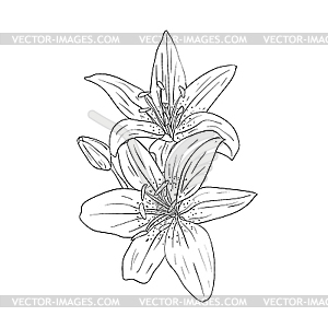 Floral design element - vector image