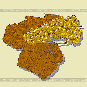 Виноград с листьями - рисунок в векторе