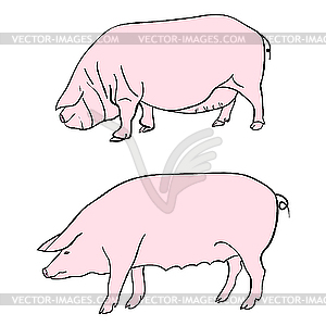 Pigs - vector image