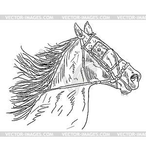 Horse - vector image