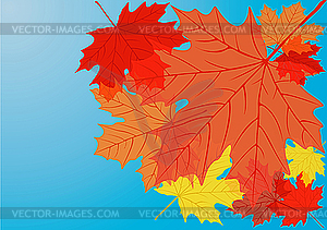 Autumn maple leaves - vector clip art