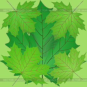 Green leaves of the maple - vector image