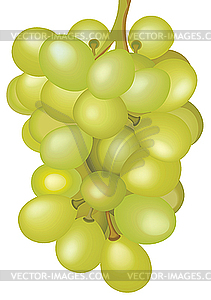 Bunch of grapes - vector clipart