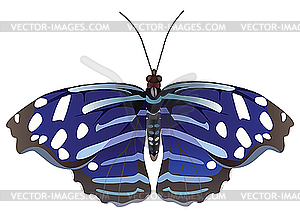 Exotic butterfly - vector image