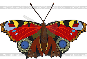 Exotic butterfly - vector clipart