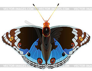 Exotic butterfly - vector image