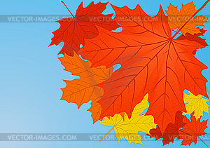 Autumn maple leaves - vector image