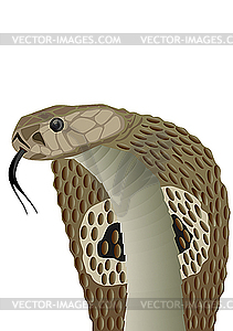 Cobra - vector clipart