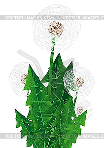 Dandelion - vector clipart