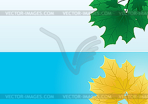 Maple leaves - vector clipart