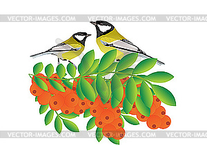 Tits on branch with sea buckthorn - vector image