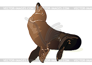 Seal - vector image