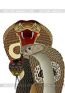 Snakes - vector image