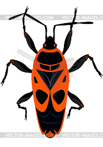 Beetle The soldier - vector clip art