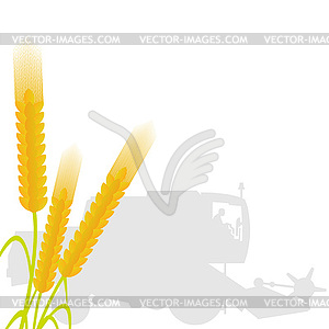 Spikes of wheat - vector clip art