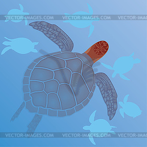 Sea turtles in water - vector clip art