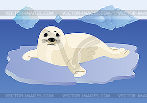 Young seal on an ice floe - vector clipart