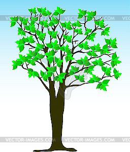 Summer tree - vector image