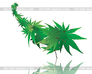 Maple leaves - vector clipart