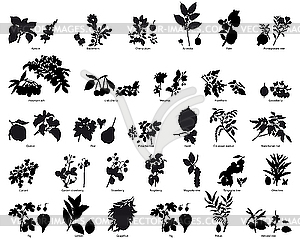 Plants and flowers - vector image